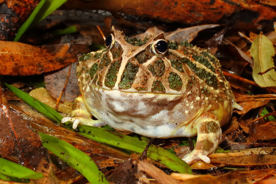 Chaco Horned Frog, Ceratophrys cranwelli