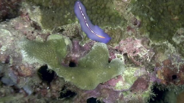 Observe a purple flatworm gliding gracefully across a vibrant coral reef. Recorded during daylight hours near the coast of Bonaire, this displays the beauty of marine life.