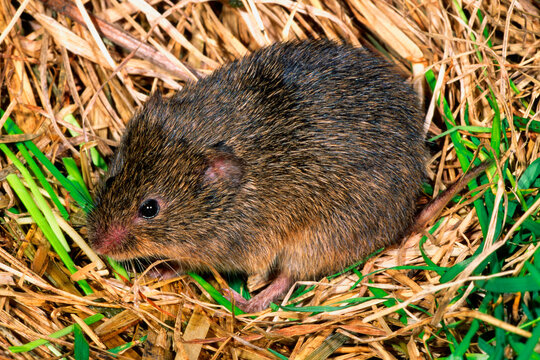 Meadow vole (Microtus pennsylvanicus)