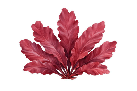 Red dulse seaweed floating, a vibrant marine plant, botanical illustration watercolor, aquatic flora on transparent background