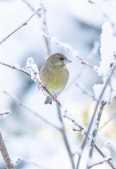 green finch Chloris chloris perches on a snow-dusted branch, surrounded by frosted twigs. The soft, cool background creates a tranquil, natural winter scene