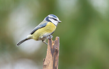  blue tit Cyanistes caeruleus balances on a slender branch with a bright blue cap and yellow chest, set against a soft green background. Lively wildlife image 