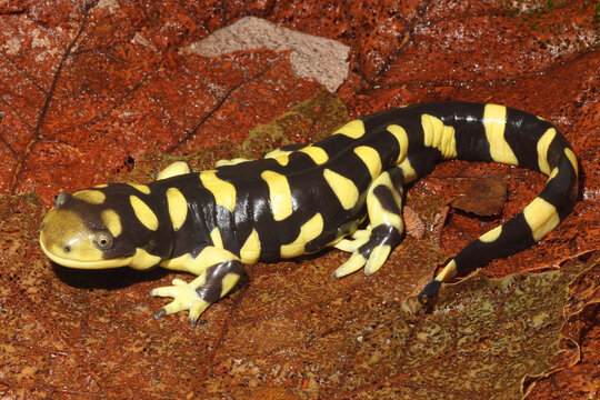 Tiger Salamander