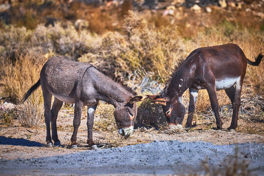 Wild Burros Grazing in Sunlit Desert Landscape Near Beatty Nevada