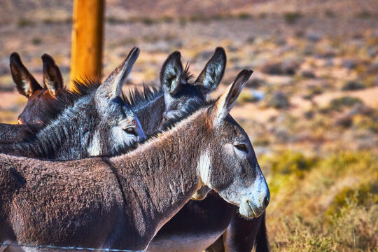 Wild Burros Standing Together in Sunlit Nevada Desert Animal Wildlife Close Up