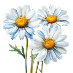 Freshly Bloomed Daisies, cute watercolor illustration with intricate patterns and vibrant splashes, isolated on a white background.