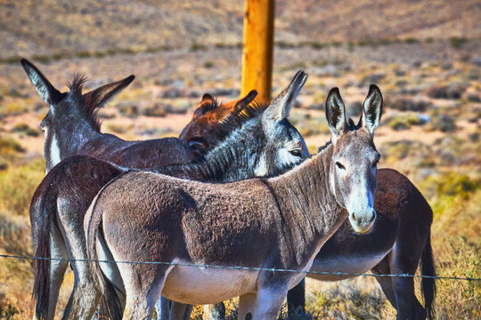 Wild Burros in Sunlit Nevada Desert Natural Habitat Near Beatty