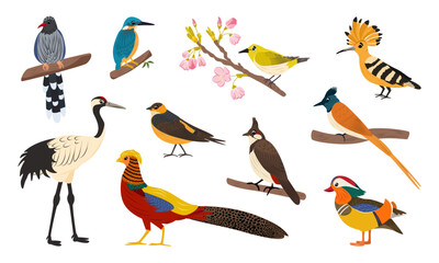 Fototapeta premium Cartoon vector set of Asian birds isolated on white background. Red-crowned crane, mandarin duck, golden pheasant, bulbul, swallow, kingfisher, paradise flycatcher, magpie, Japanese white eye.