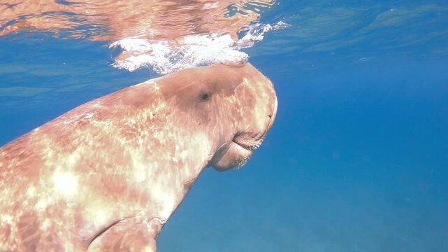 Dugong dugon (sea cow) underwater, slow motion