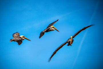 Pelicans In Flight