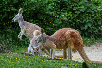 The red kangaroo, Macropus rufus is the largest of all kangaroos and the largest extant marsupial. © rudiernst