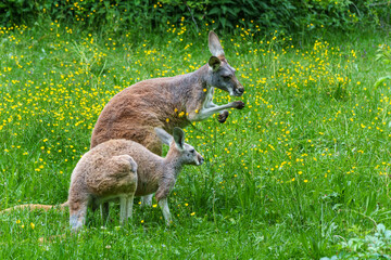 The red kangaroo, Macropus rufus is the largest of all kangaroos and the largest extant marsupial. © rudiernst