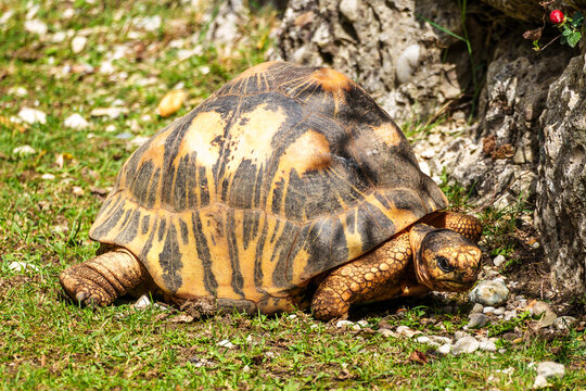 The radiated tortoise, Astrochelys radiata. This species is Critically Endangered and native Madagascar.