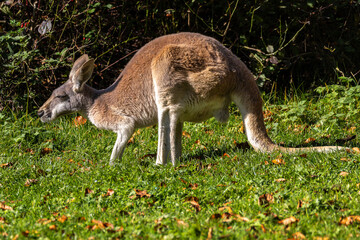 Red kangaroo, Macropus rufus in a german park © rudiernst