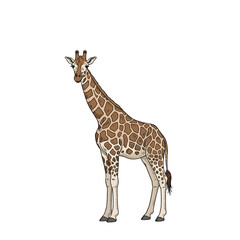 Obraz premium Giraffe standing gracefully on a white background representing isolation 