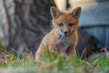 Young Red Fox