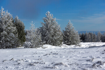 Obraz premium Winter Landscape of Vitosha Mountain, Bulgaria
