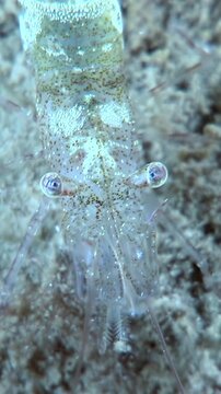 A close up look at a fragile Antarctic Krill shrimp crawling slowly across the ocean floor. The crustacean moves gracefully, and its large eyes are clearly visible.