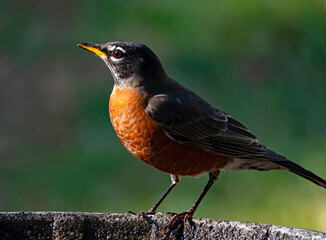 Profile Portrait of an American Robin Bird © kmm7553