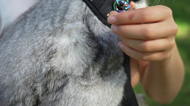 Slow motion close-up of a grey female British Shorthair cat wearing a harness while being gently petted in a public park. Fur and texture visible in detail.