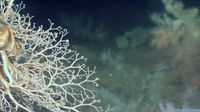 Journey to the depths! An underwater robotic explorer discovers a large brittle star clinging to coral in the twilight zone of the ocean, amidst otherworldly terrain.