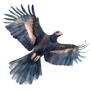 watercolor of Condor draw graphic, isolated on a white background.