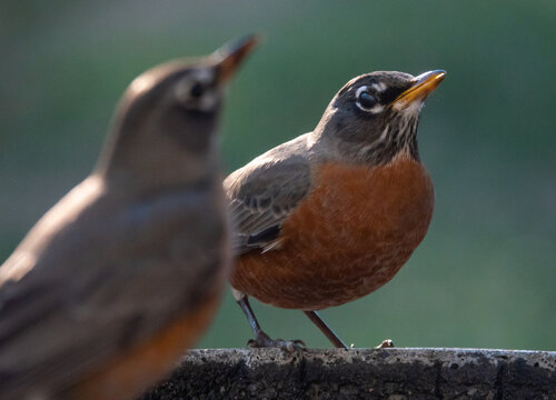 Two American Robins Meet at a Bird Bath