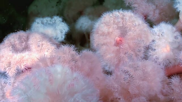 See a mesmerizing display of Metridium senile sea anemones swaying gently in the Arctic. These creatures thrive in the chilly depths, creating an ethereal underwater garden.