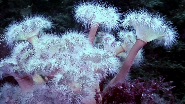 A beautiful display of Metridium senile in its Arctic home. See these marine invertebrates, also known as frilled anemones, filter feeding in the cold water.