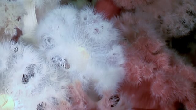 A grouping of Metridium senile gently sway beneath the frigid Arctic waters. The soft bodies are seen in shades of white and pink as they reach for passing nutrients.