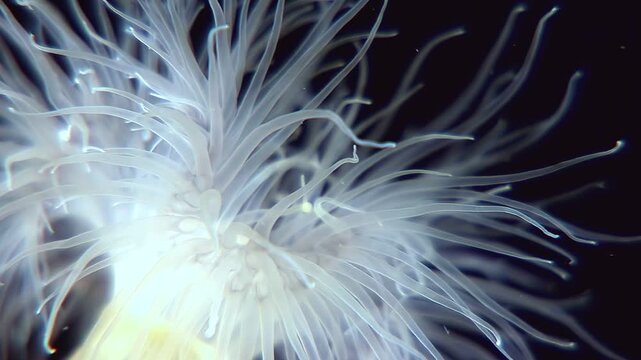 Witness the ethereal beauty of Metridium senile in its Arctic home. Its delicate tentacles sway gracefully in the cold water, a silent ballet of life beneath the ice.
