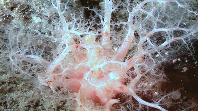 Observe the Cucumaria miniata, also known as the orange sea cucumber, extending its tentacles in the Arctic ocean to capture plankton. A mesmerizing moment under the sea.