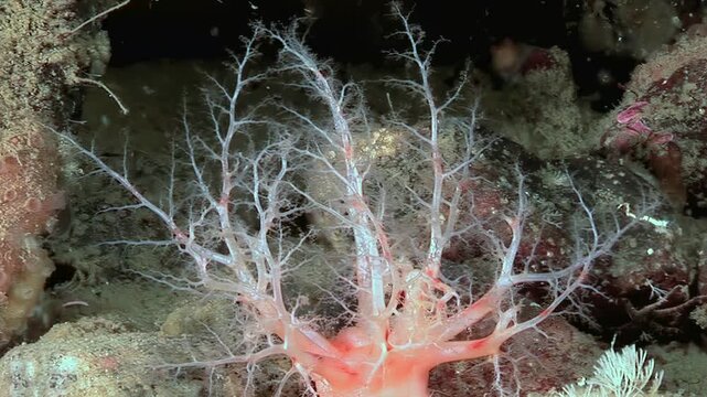Observe an orange Cucumaria miniata, a sea cucumber, extending its tentacles to capture plankton. This intriguing marine animal thrives in the cold waters of the Arctic.