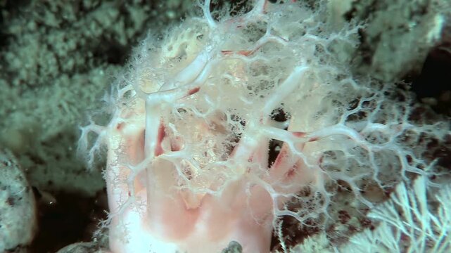 Observe the captivating beauty of the orange sea cucumber, Cucumaria miniata, as it feeds in the cold Arctic waters. The creature extends its tentacles to gather plankton.