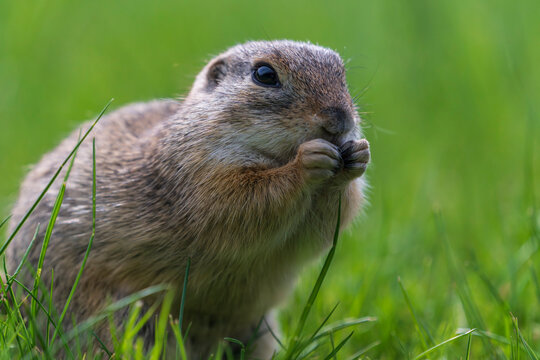 European ground squirrel eller souslik (Spermophilus citellus)