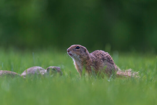 European ground squirrel eller souslik (Spermophilus citellus)