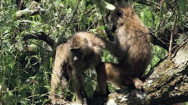 Sun-dappled baboons share a nurturing grooming session atop an ancient tree branch. This tranquil interaction unfolds naturally in the heart of Lake Nakuru, Kenya, Africa.