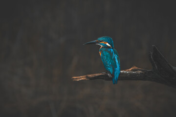 Kingfisher On A Branch (Alcedo Atthis)