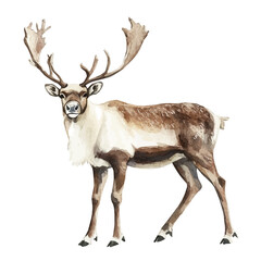 Obraz premium Caribou, watercolor clipart showing delicate textures and whimsical forms, isolated on a white background.