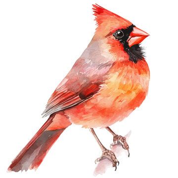 Cardinal, watercolor vector depicting playful antics, isolated on a white background.