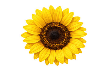 Obraz premium Sunflower head with bright yellow petals blooming, radiating warmth and energy, isolated on transparent background for easy use