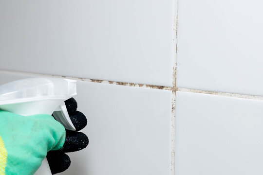 mold on the wall. cleaning mold from walls.