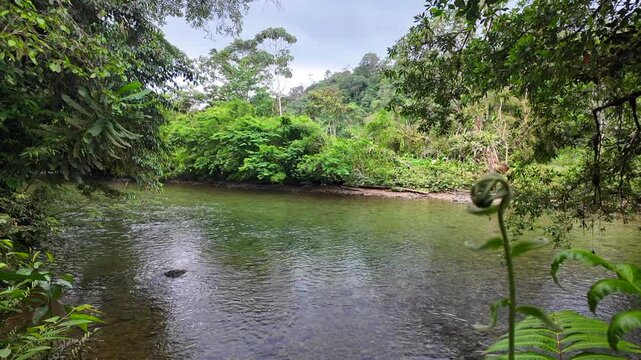 San Cipriano Natural Reserve river flowing through tropical rainforest, Buenaventura Colombia