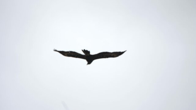 Solitary Wedge Tailed eagle moves gracefully against grey overcast sky