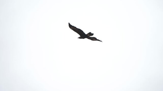 Solitary Wedge Tailed eagle moves gracefully against grey overcast sky