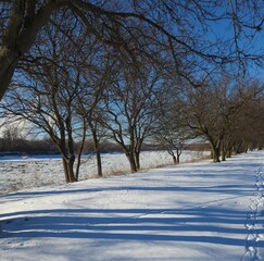 Row of Bare Trees Along Snowy Missouri Riverbank in Winter