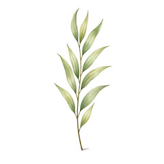 Naklejka premium Watercolor leafy stem botanical greenery clipart isolated on white background