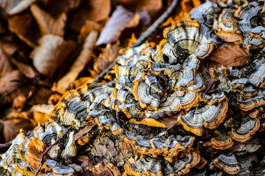 champignosn sur bois mort, coriolus versicolor