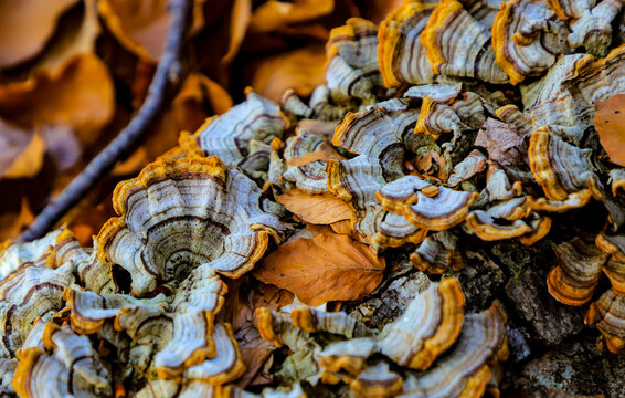 champignosn sur bois mort, coriolus versicolor