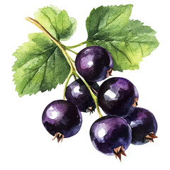 Blackcurrant, watercolor clipart showing delicate textures and whimsical forms, isolated on a white background. © velora